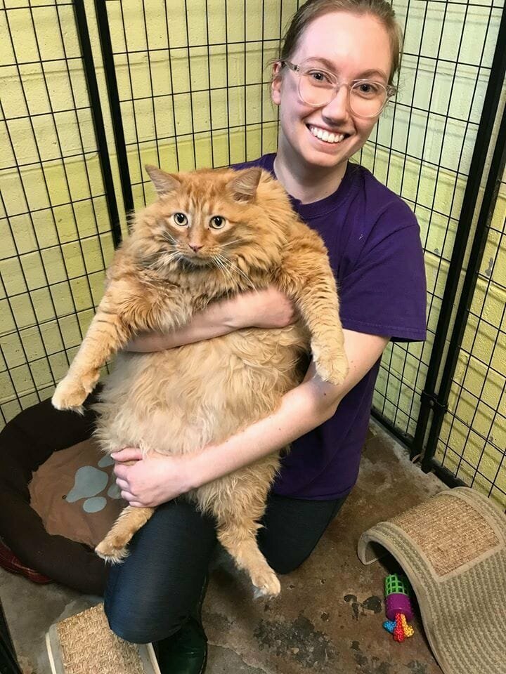 Знакомьтесь — это Базука, кот весом в 15 килограммов 800 граммов