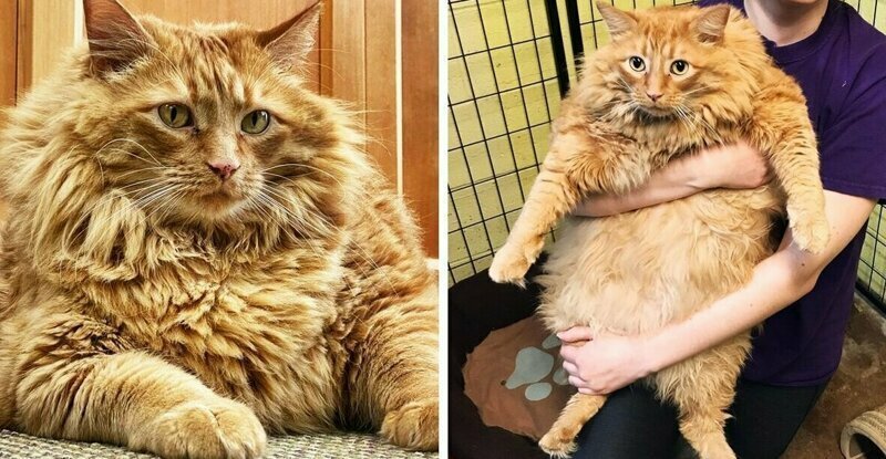 16-килограммовый кот по кличке Базука садится на диету 