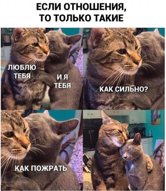 Прикольные и смешные картинки