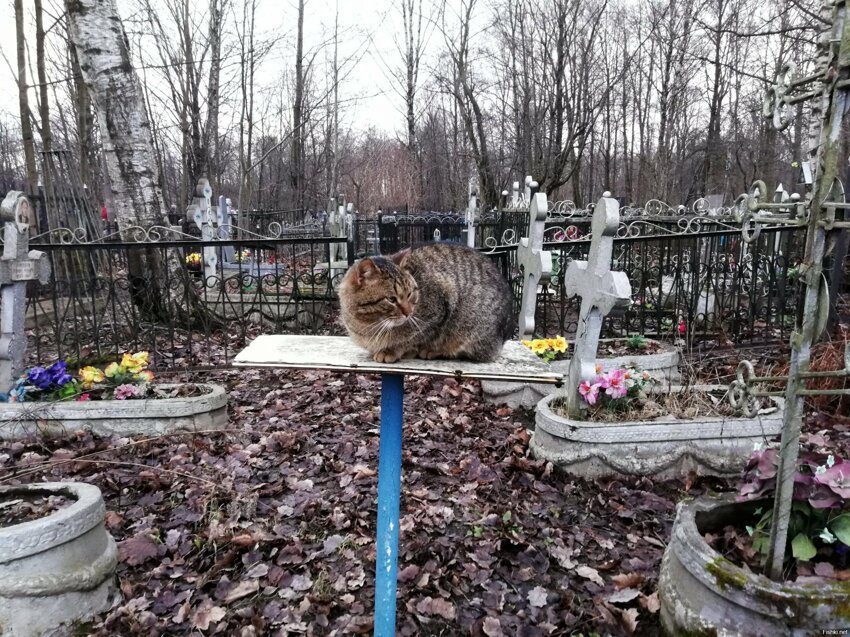 Встретил сегодня на Пороховском кладбище одинокого кота