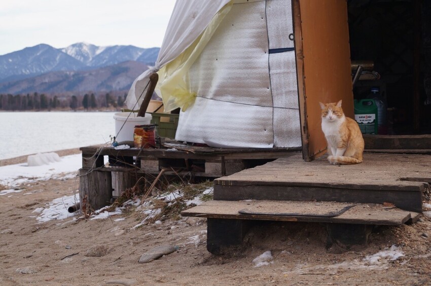 Байкальский кот Байкальский кот