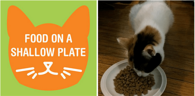 Если ваш кот ест слишком быстро, и от этого его потом тошнит, кладите ему еду в мелкую тарелку