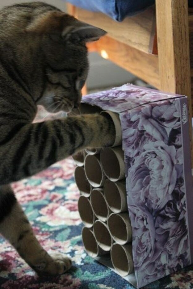 Коробка и втулки от туалетной бумаги легко превращаются в новую кошачью игрушку!