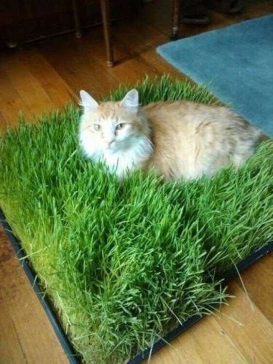 Кот оценит зеленый газон в ящике, а внешний вид квартиры от него только выиграет