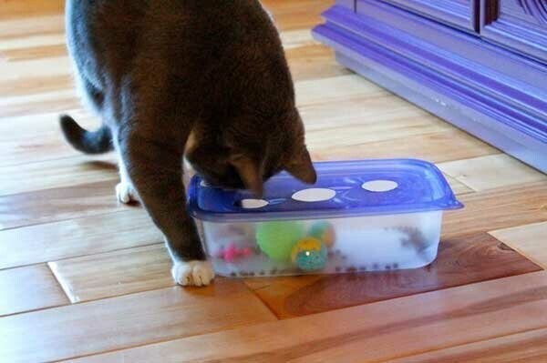 Такая самодельная игрушка из кухонного контейнера очень понравится кошке!