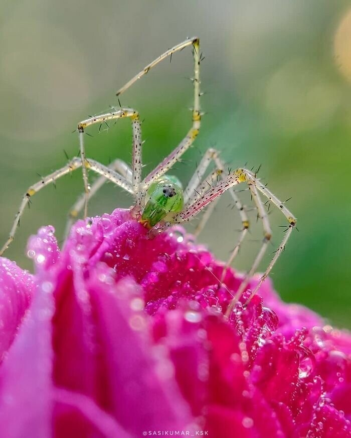 Индийский фотограф делает впечатляющие макроснимки насекомых с помощью смартфона