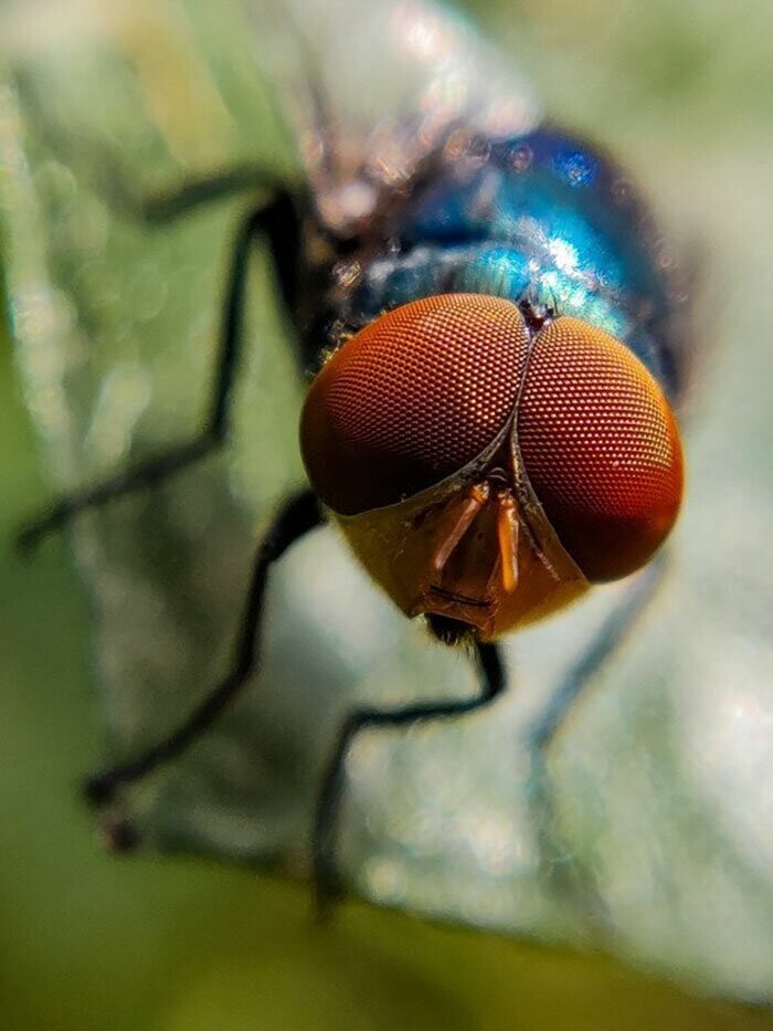 Индийский фотограф делает впечатляющие макроснимки насекомых с помощью смартфона