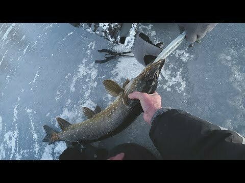 Запоздалый первый лед 2020. рыбалка на жерлицы. первый щуки 