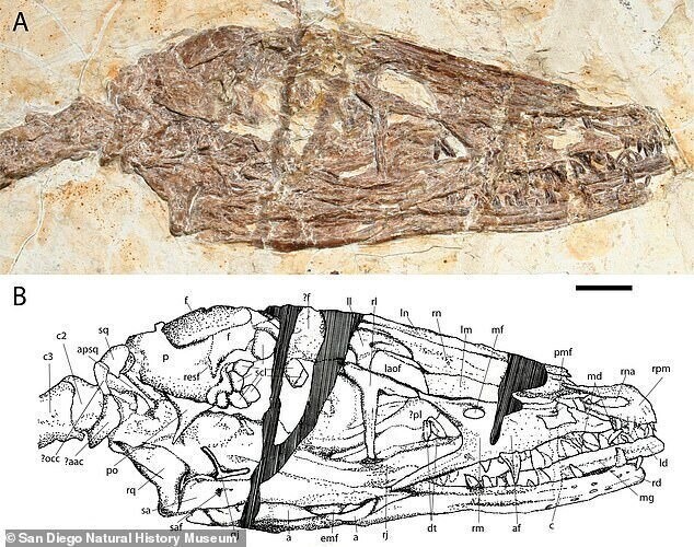 В Китае нашли останки "танцующего дракона", жившего 120 млн лет назад