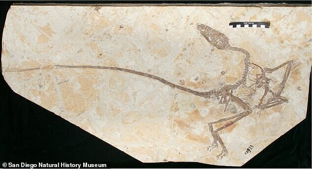 В Китае нашли останки "танцующего дракона", жившего 120 млн лет назад