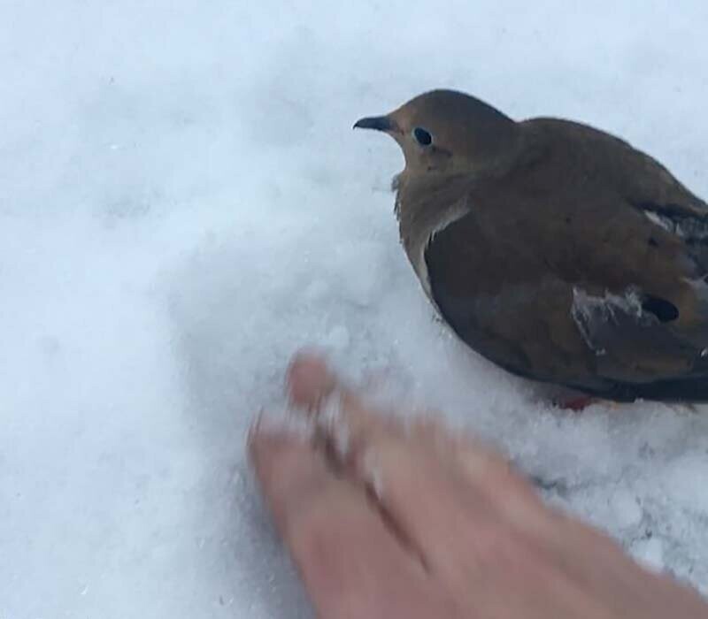 Мужчина помог освободить примёрзшую птицу