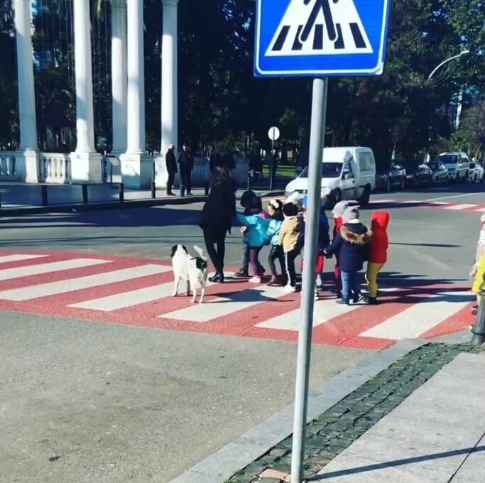 В Батуми появилась собака, которая охраняет детей, когда они переходят дорогу