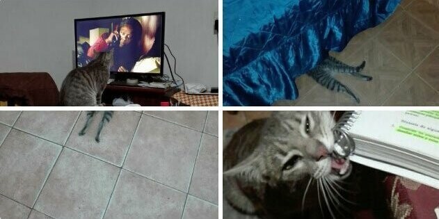 22. "Может быть, это нормально для кошек, просто я новичок: она смотрит телевизор, растягивается на полу как коврик и обожает грызть мои конспекты"