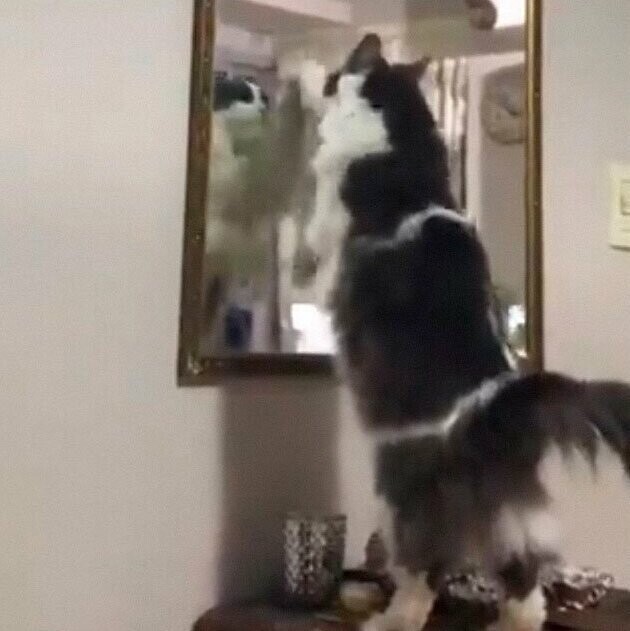 29. "Мой кот начинает царапать зеркало, если ему не уделяется достаточно внимания"