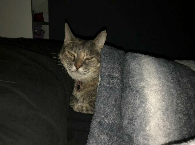 10. "Моя кошка любит забраться в мою постель под одеяло и положить голову на подушку, прямо как человек"