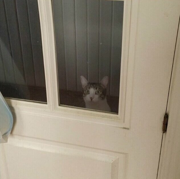 21. "Мой кот постоянно пытается украсть всю мою еду, поэтому мне приходится закрывать дверь на кухню. Пока я ем, он смотрит на меня из-за двери вот так"