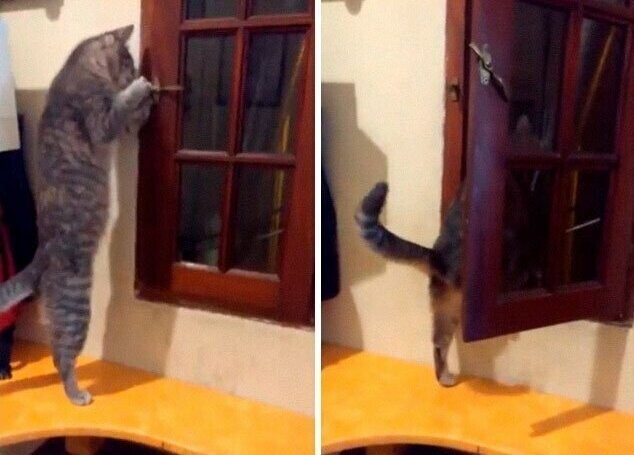 20. "Моя кошка любит настежь пооткрывать все окна в доме. Я постоянно мерзну!"