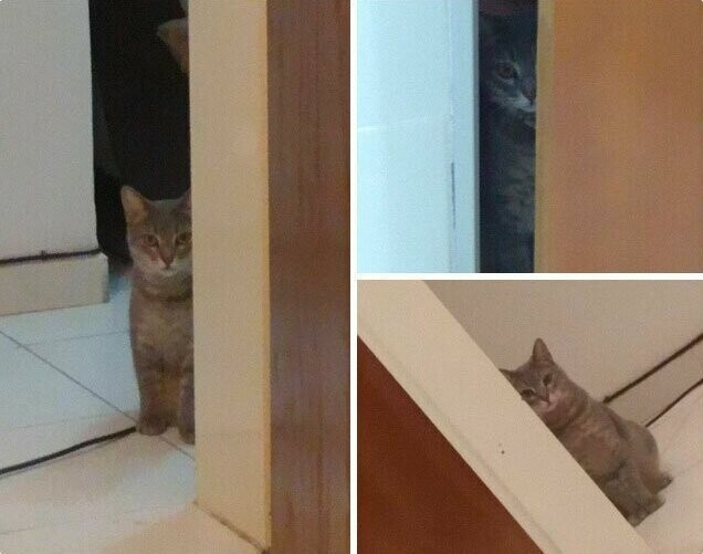 5. "Мой кот всегда пристально смотрит на меня из-за двери, вот так, и я чувствую себя немного странно"
