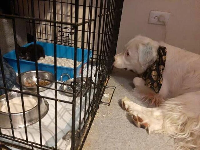 Слепой и глухой пес заботится о животных, которых спасает хозяйка