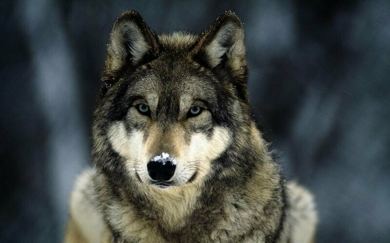 Встретили волка в лесу: не поворачивайтесь спиной и кричите