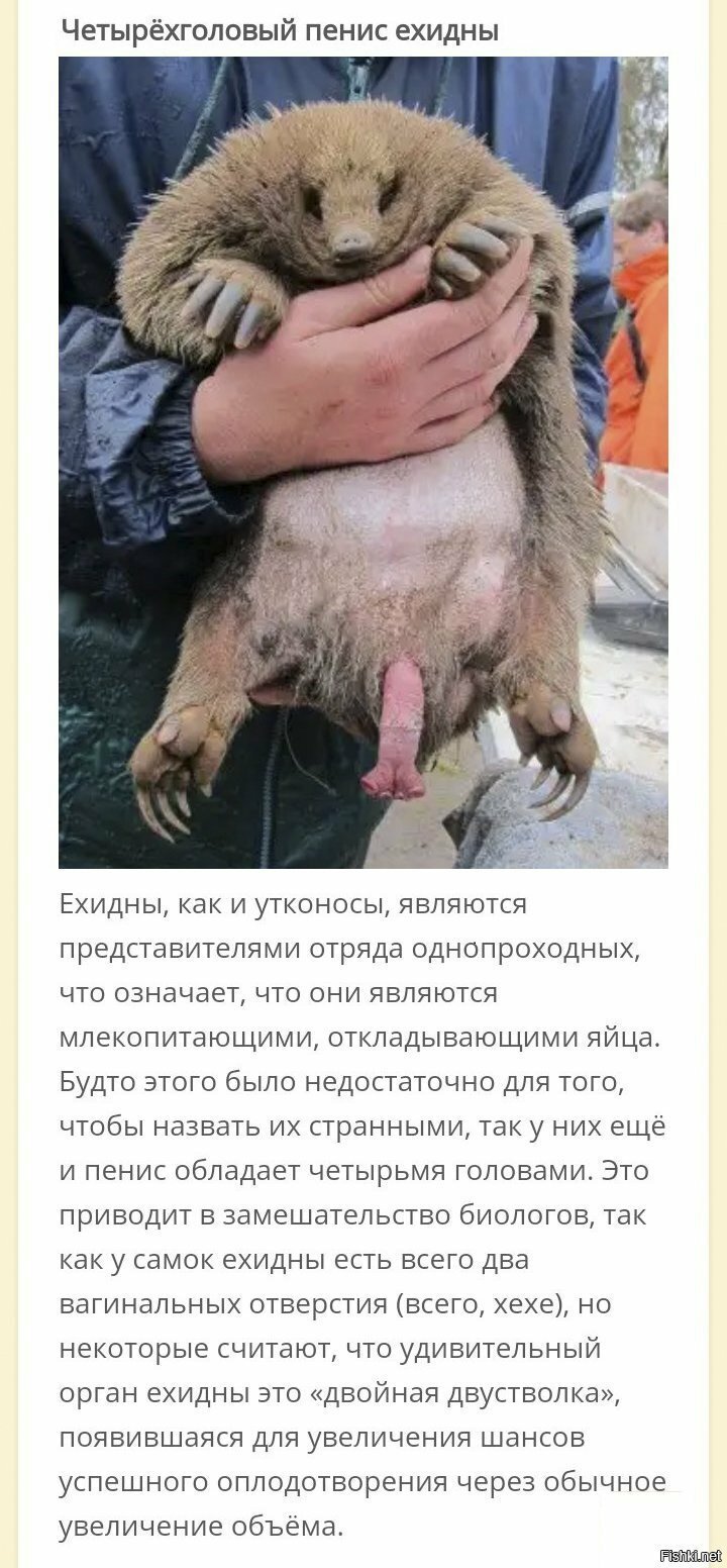 Две вагины и четырехголовый пенис и все этом у млекопитающего откладывающего ...