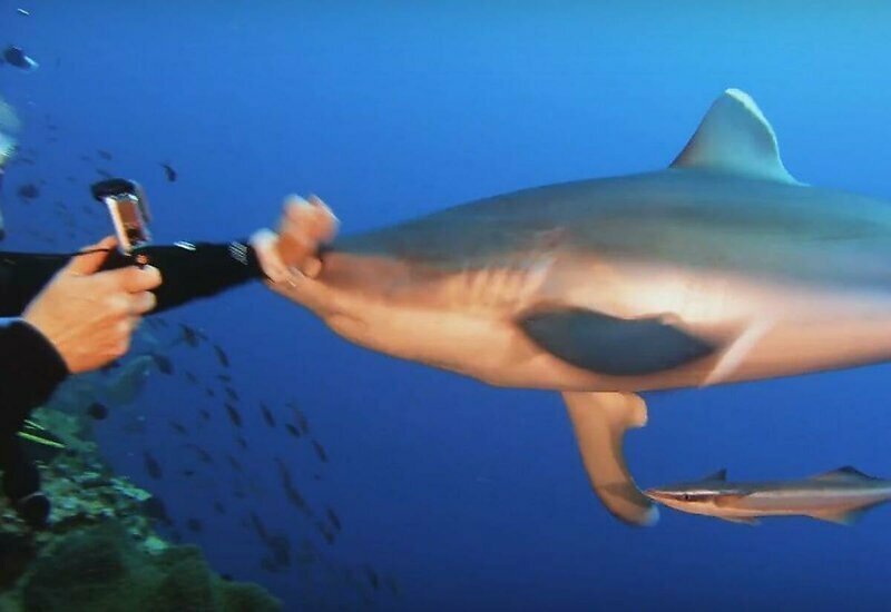 Туристка ударила кулаком слишком близко подплывшую к ней акулу