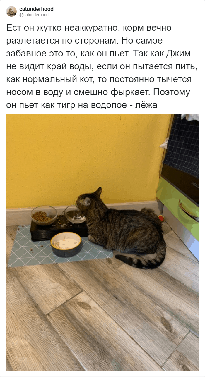 Еду кот находит быстро по запаху