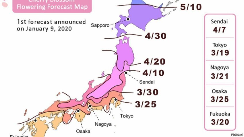 Традиционно в январе метеорологи публикуют календарь цветения сакуры на эту в...
