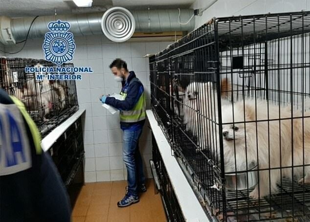 В Мадриде нашли нелегальный собачий питомник и 270 искалеченных собак