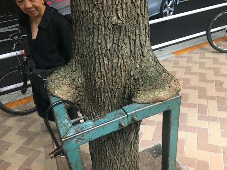 "Это дерево, которое я встретил в Токио, выросло над ограждением, и оно выглядит так, словно положило на него локти, чтобы откинуться назад и расслабиться"