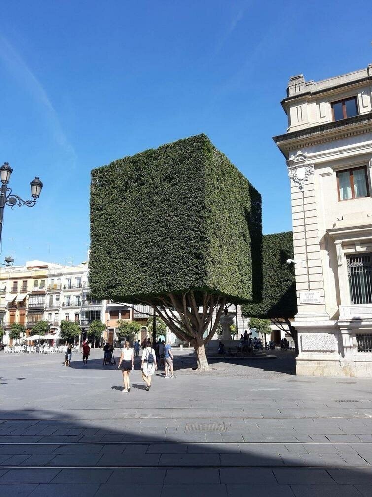 Идеально стриженое дерево в Севилье, Испания