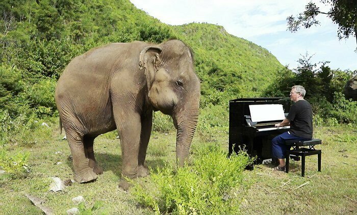 Чудесная реакция слепой слонихи на звуки пианино