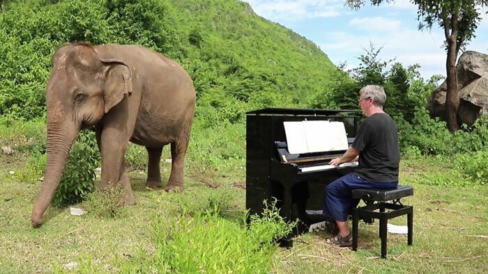 Чудесная реакция слепой слонихи на звуки пианино