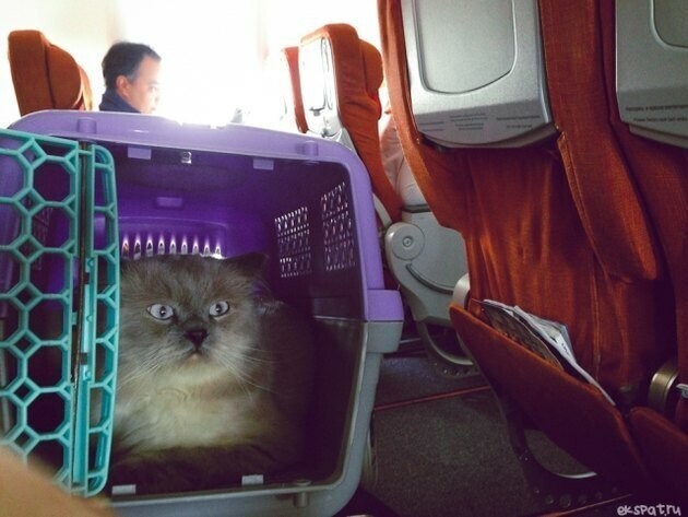 После кошачьей трагедии на борту «Аэрофлот» решил пересмотреть правила перевозки животных