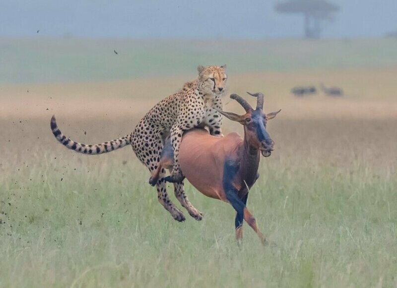 В национальном заповеднике гепард напал на антилопу
