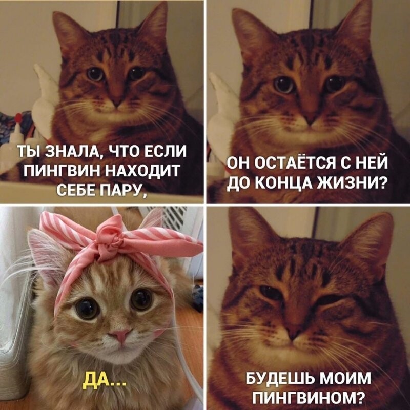 Картинка кошка куда дела деньги