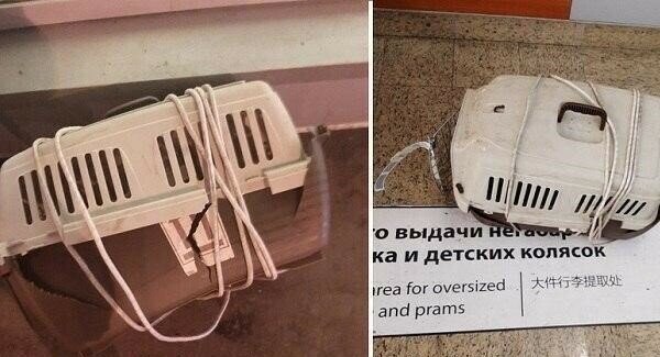 Убогий «Аэрофлот» засветился в новом скандале с котиками: на этот раз история очень трагичная