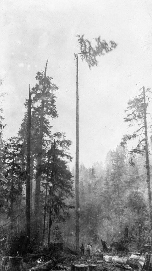 Лесоруб срезает верхушку дерева, Британская Колумбия, 1920-е