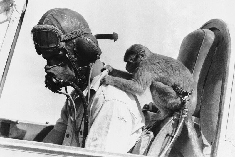 Талисман эскадрильи Королевских ВВС Великобритании в Ливии, обезьяна по кличке Бас, играет с пилотом истребителя «Tomahawk» в Западной пустыне, 15 февраля 1942 года.