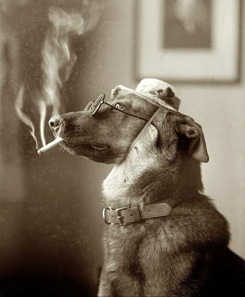 У собак тоже бывают перекуры, 1923 год.