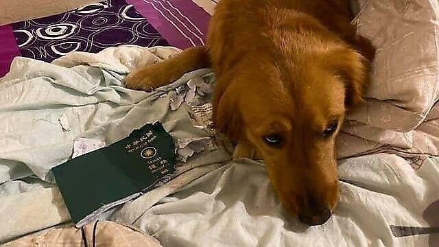 Собака спасла своего владельца от смертельного коронавируса, уничтожив паспорт