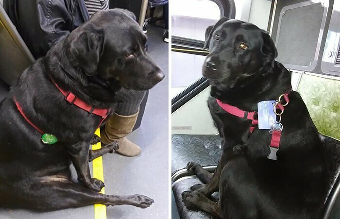 Более 44000 человек следят за приключениями лабрадора на ее страничке Eclipse Seattle’s Bus Riding Dog на Facebook*