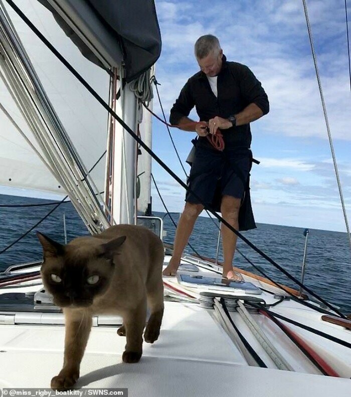 Кошка-морячка очаровала пользователей сети
