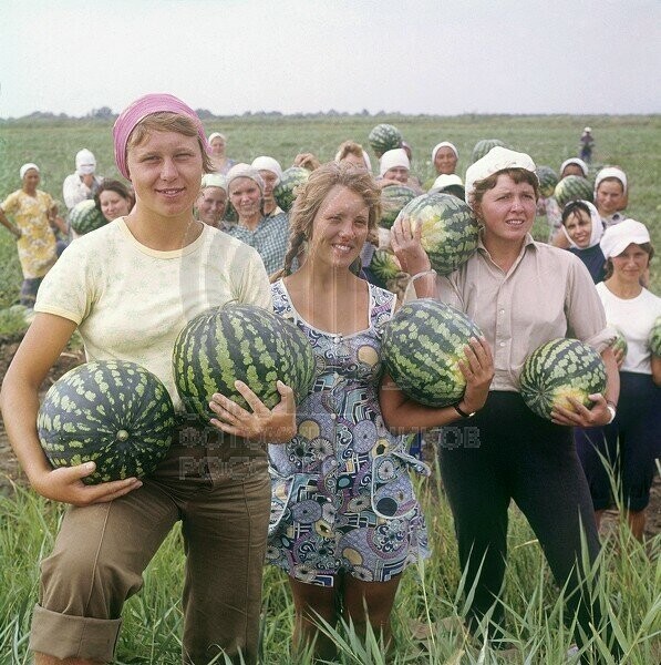 Сбор урожая арбузов. Астраханская область, 1970-е. 