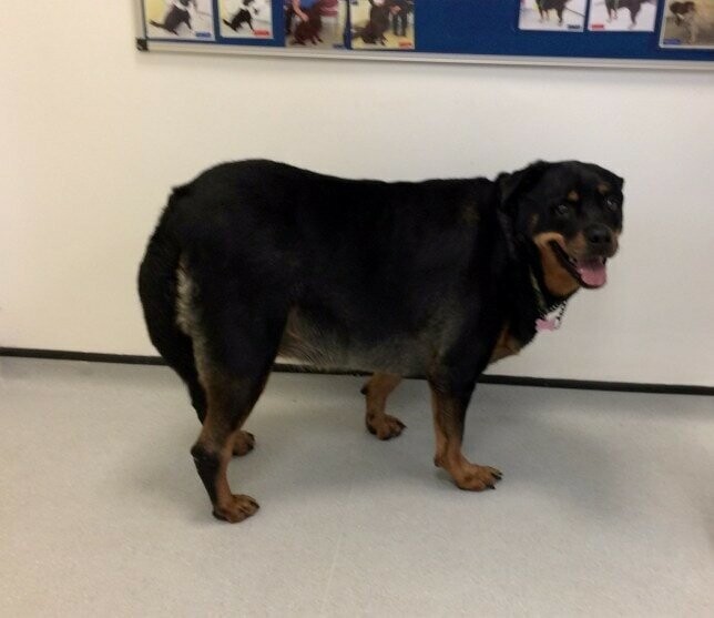 Ротвейлер по кличке Лулу стала самой тяжёлой собакой в Великобритании