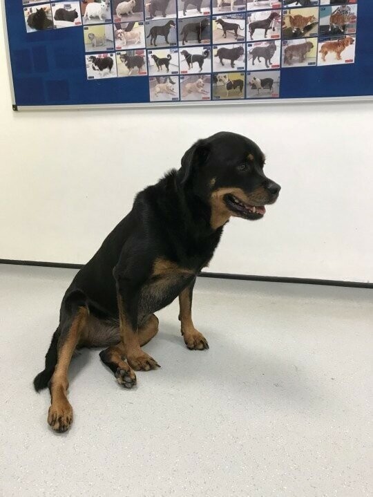 Через 11 месяцев Лулу стала стройной и здоровой собакой