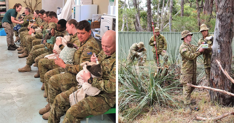 Австралийские военнослужащие в свободное время выхаживают коал