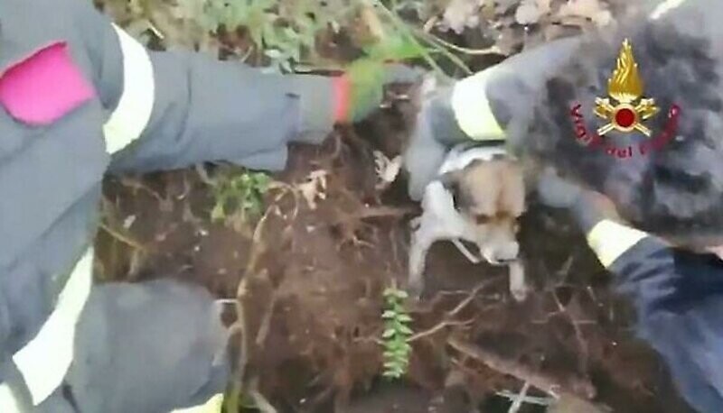 Итальянские пожарные спасли собак из барсучьей норы