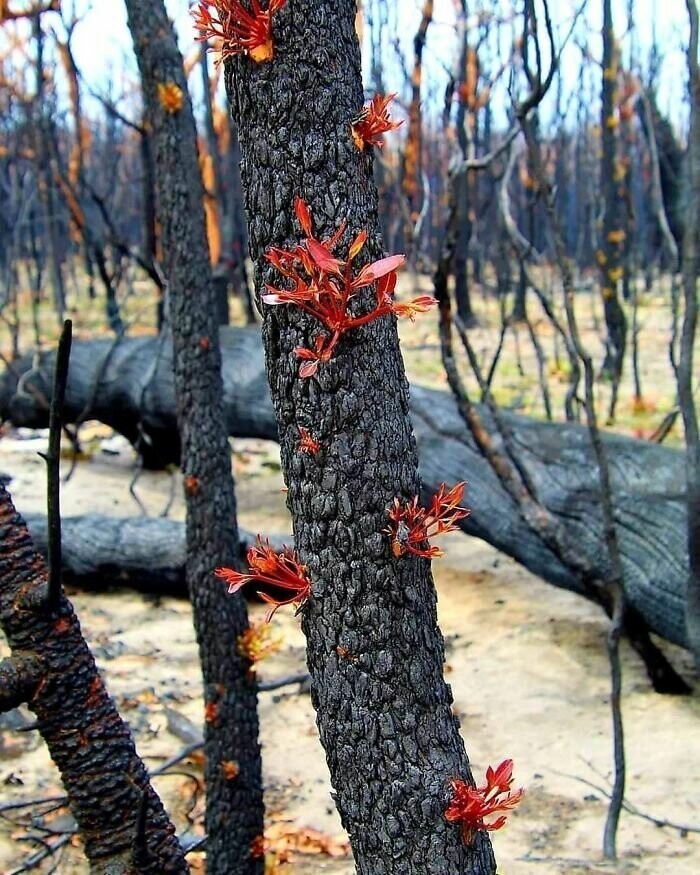 Жизнь потихоньку возвращается в выжженные австралийские земли