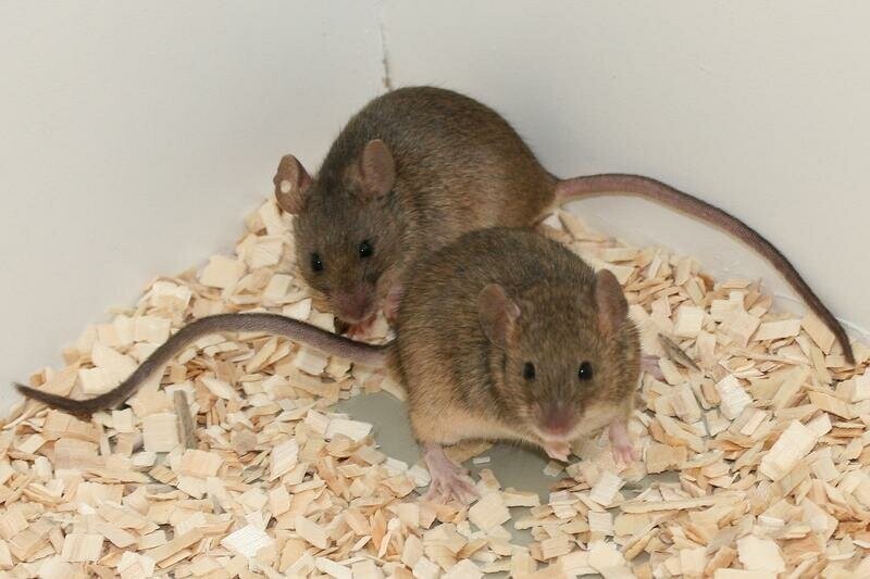 Сила феромонов: почему самки мышей сходят с ума от запаха самцов?